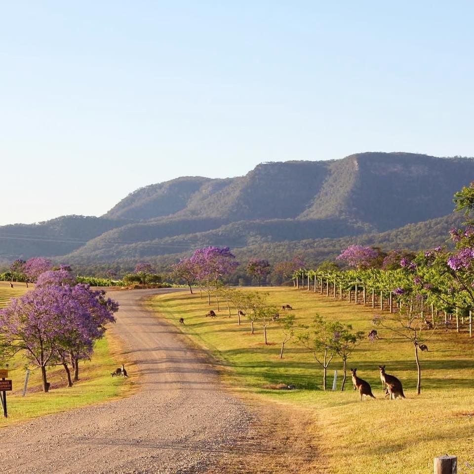 Hunter Valley Vineyard Group Bus Trips Image -593b1eaaa1d24